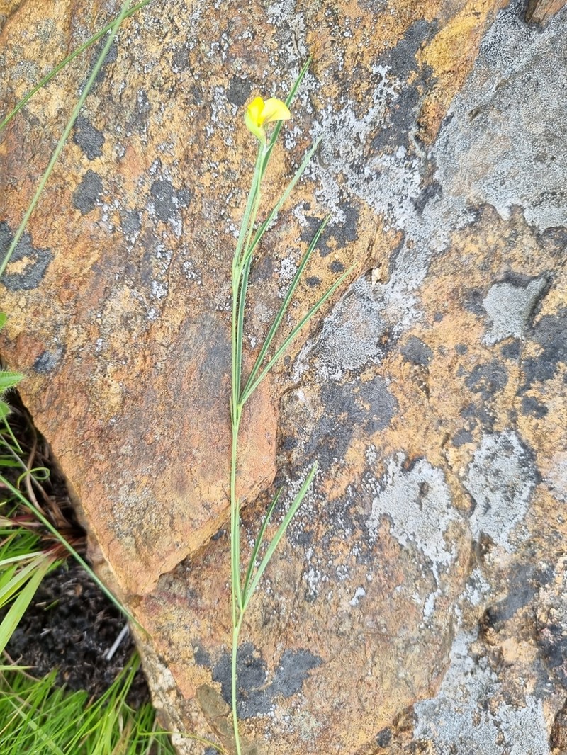 Argyrolobium pseudotuberosum