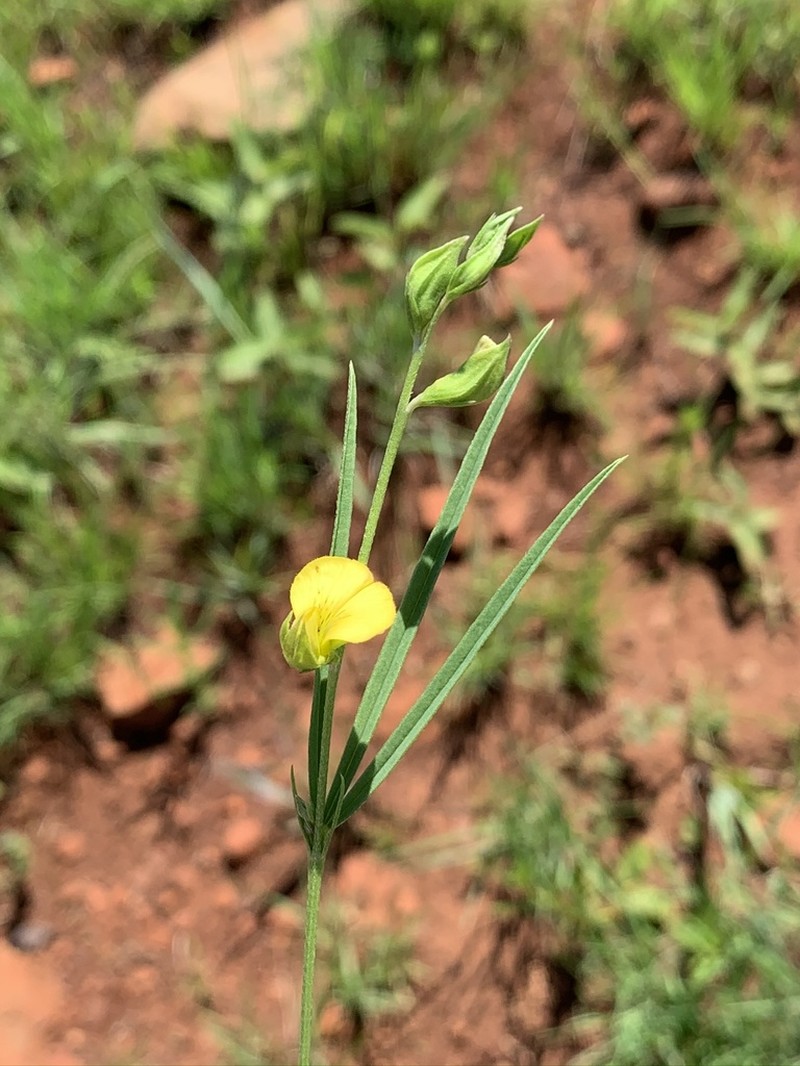 Argyrolobium pseudotuberosum photo 2