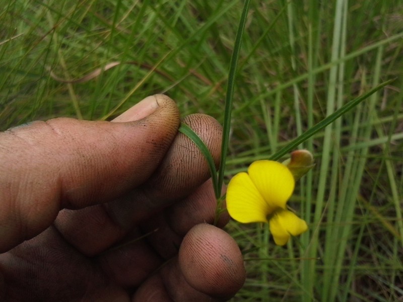 Argyrolobium pseudotuberosum photo 3