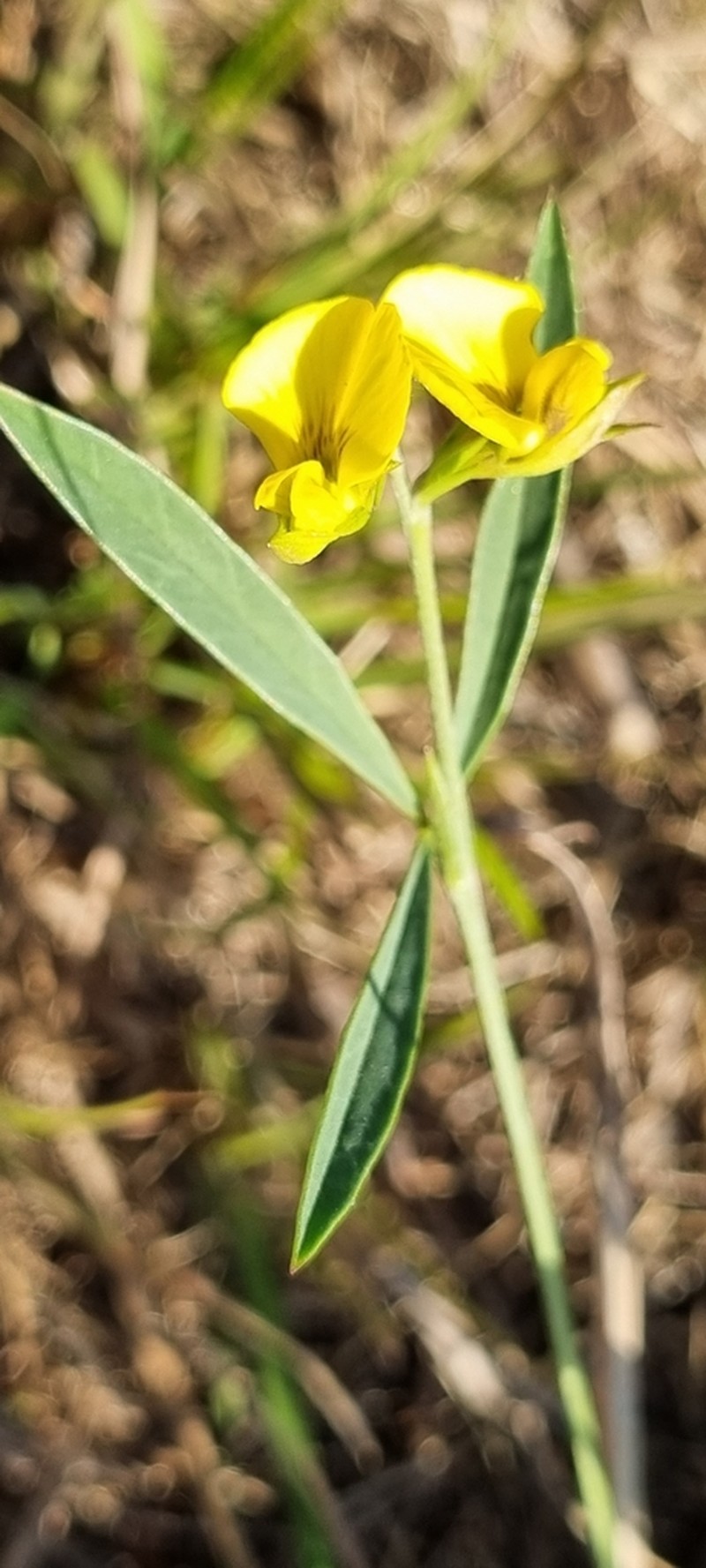 Argyrolobium pseudotuberosum photo 4
