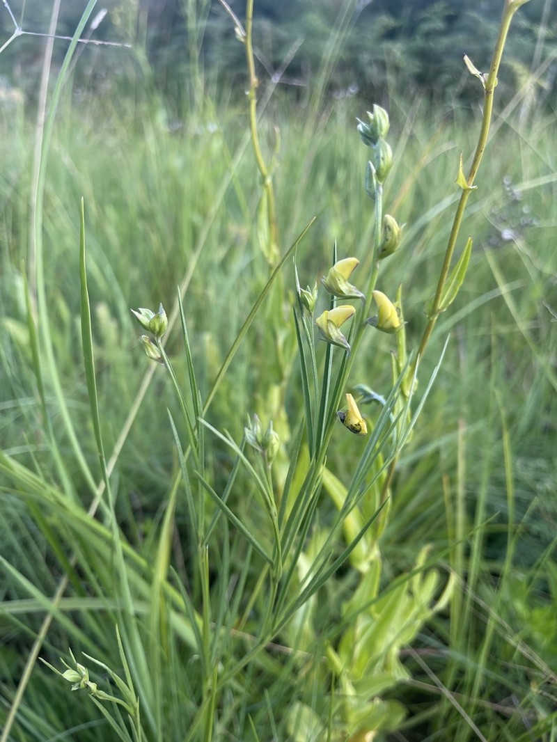 Argyrolobium pseudotuberosum photo 5