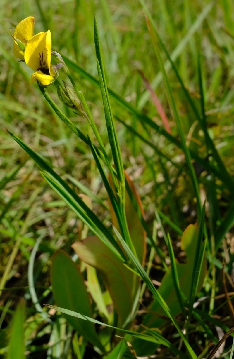 Argyrolobium pseudotuberosum photo 6