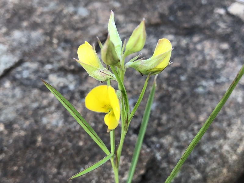 Argyrolobium pseudotuberosum photo 7