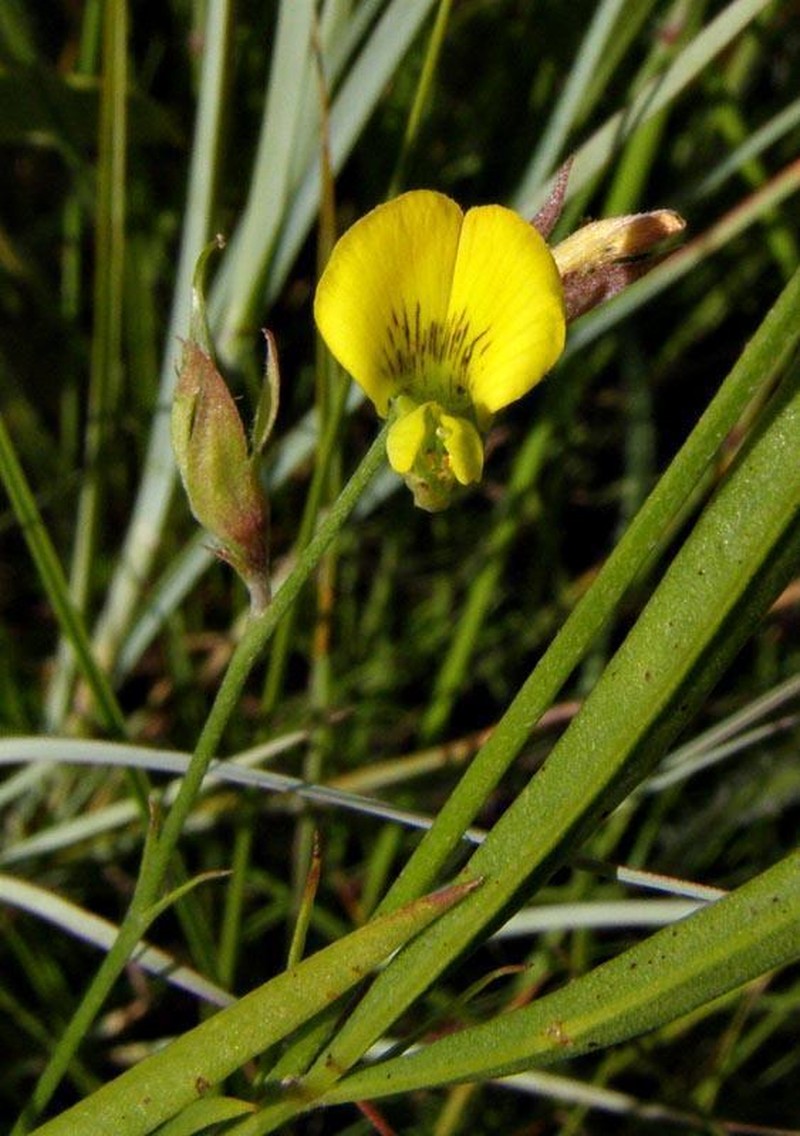 Argyrolobium pseudotuberosum photo 8
