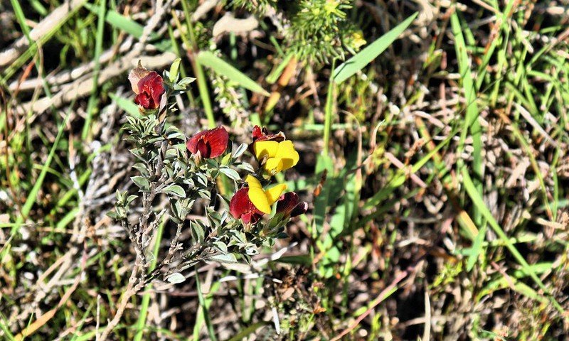 Argyrolobium pumilum