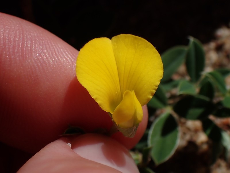 Argyrolobium pumilum photo 2