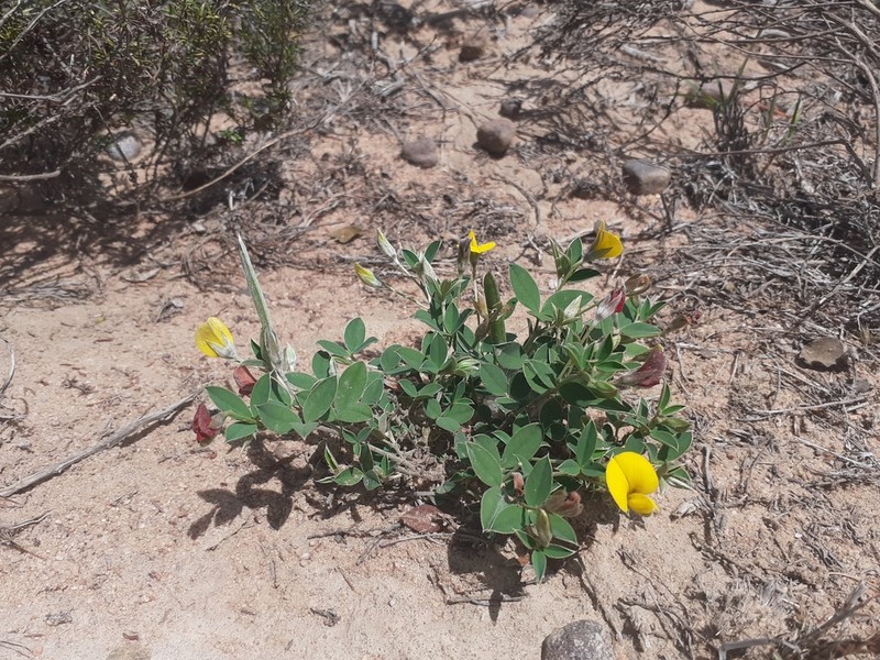 Argyrolobium pumilum photo 3