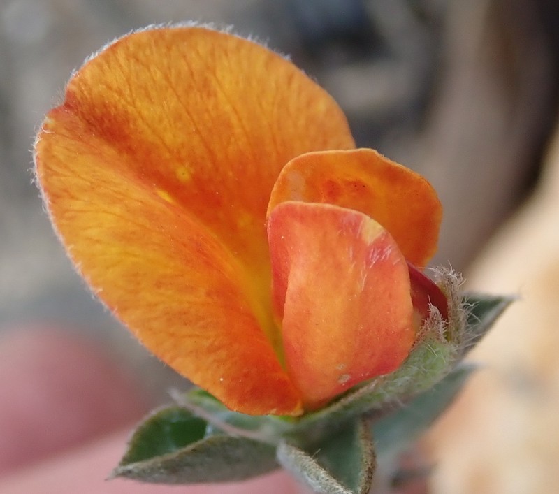 Argyrolobium pumilum photo 4