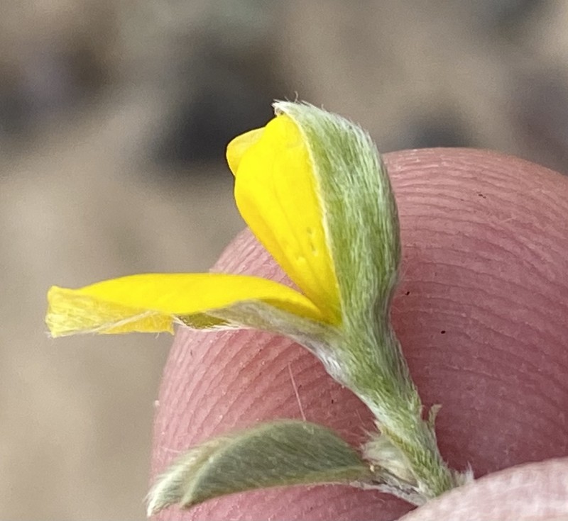 Argyrolobium pumilum photo 5