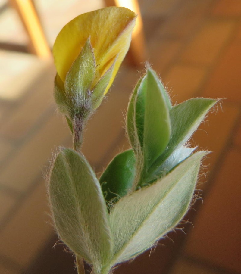 Argyrolobium pumilum photo 6