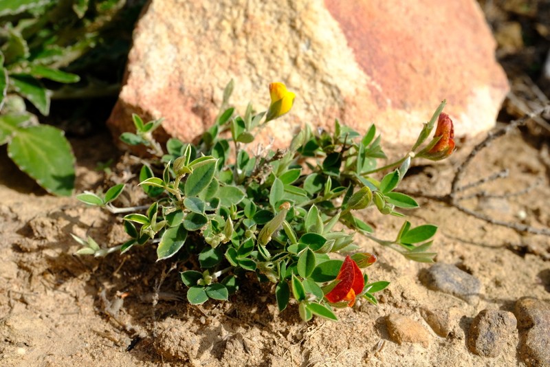 Argyrolobium pumilum photo 7