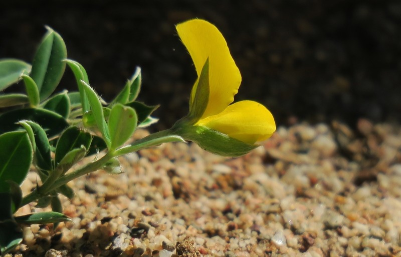 Argyrolobium pumilum photo 8