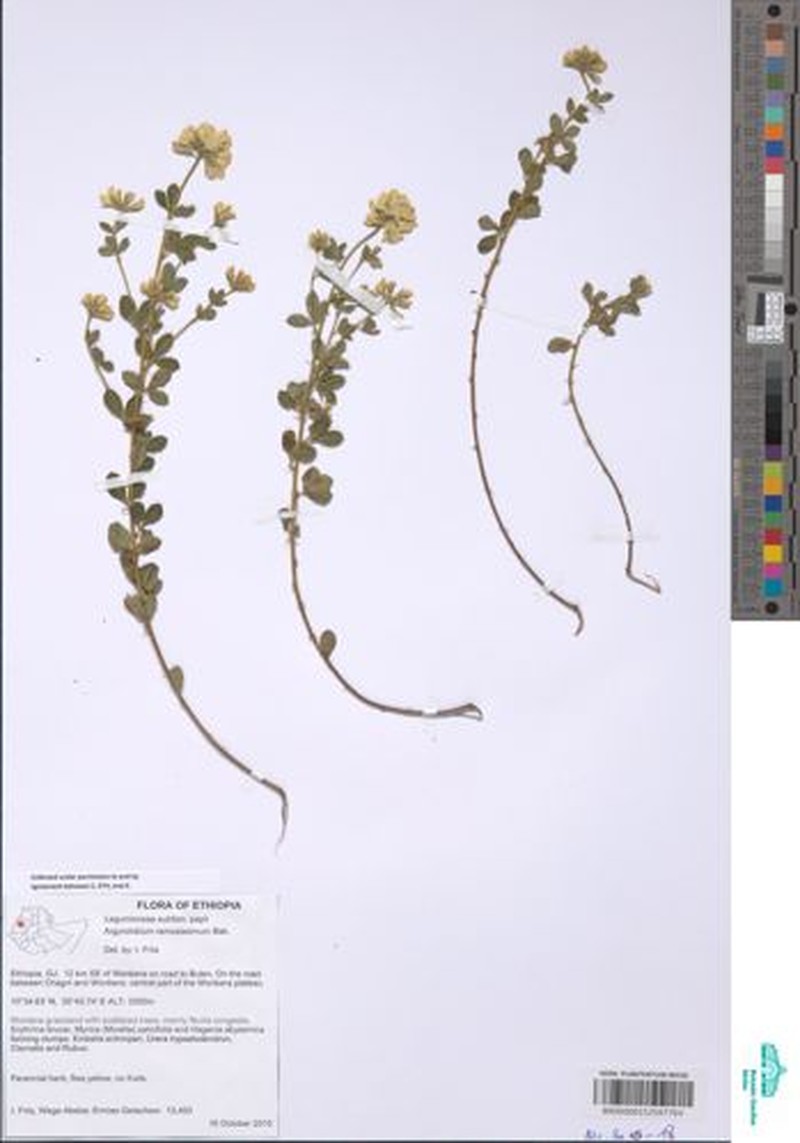 Argyrolobium ramosissimum