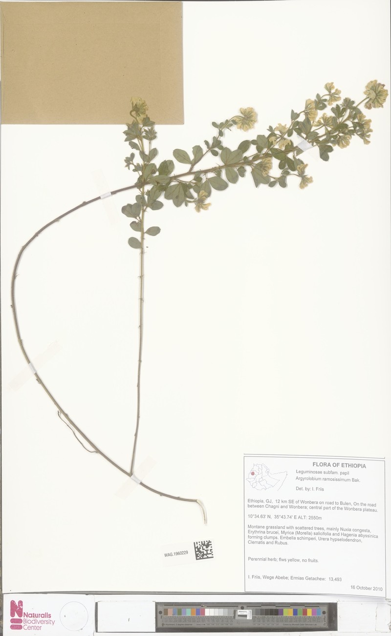 Argyrolobium ramosissimum photo 2