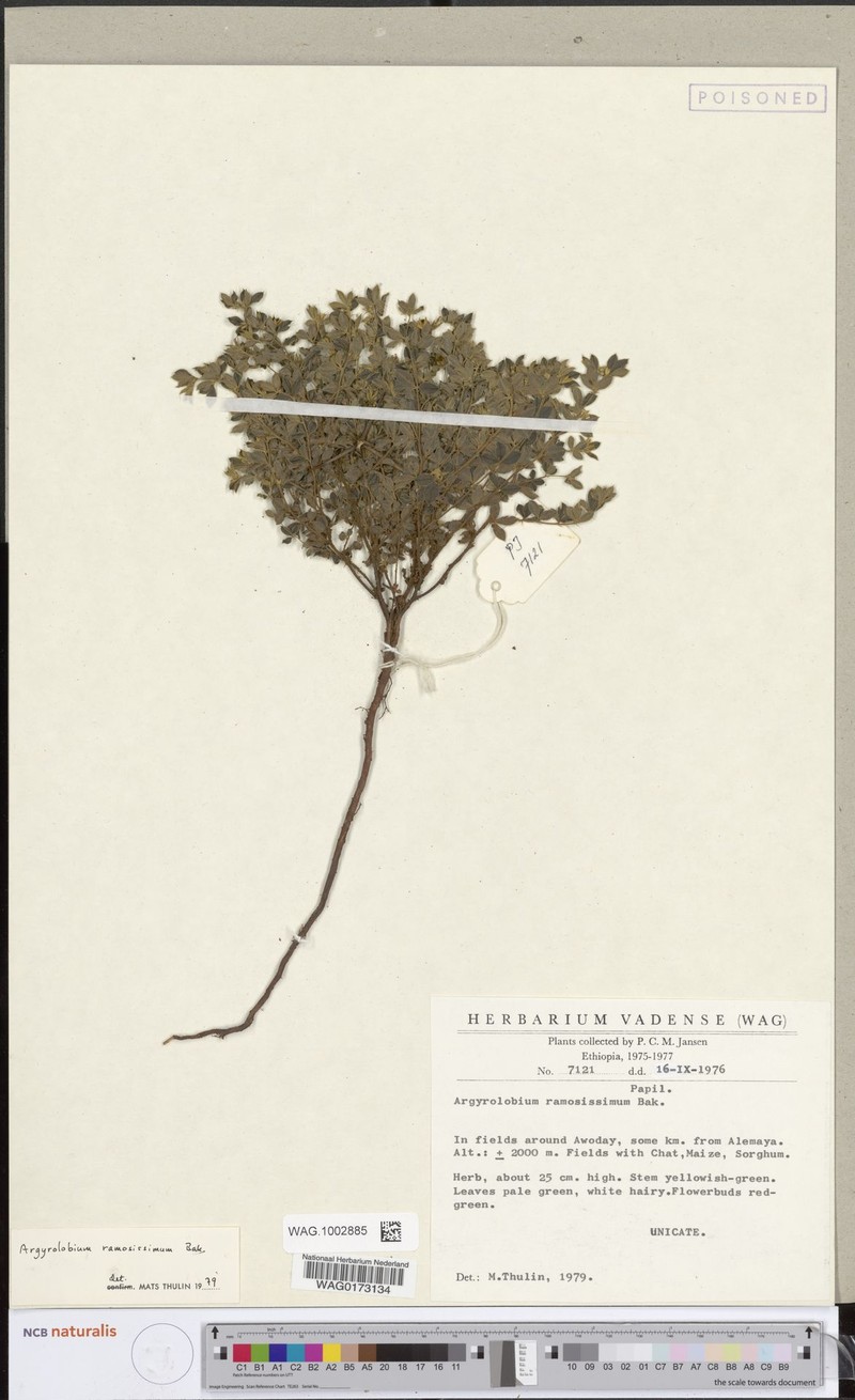 Argyrolobium ramosissimum photo 3