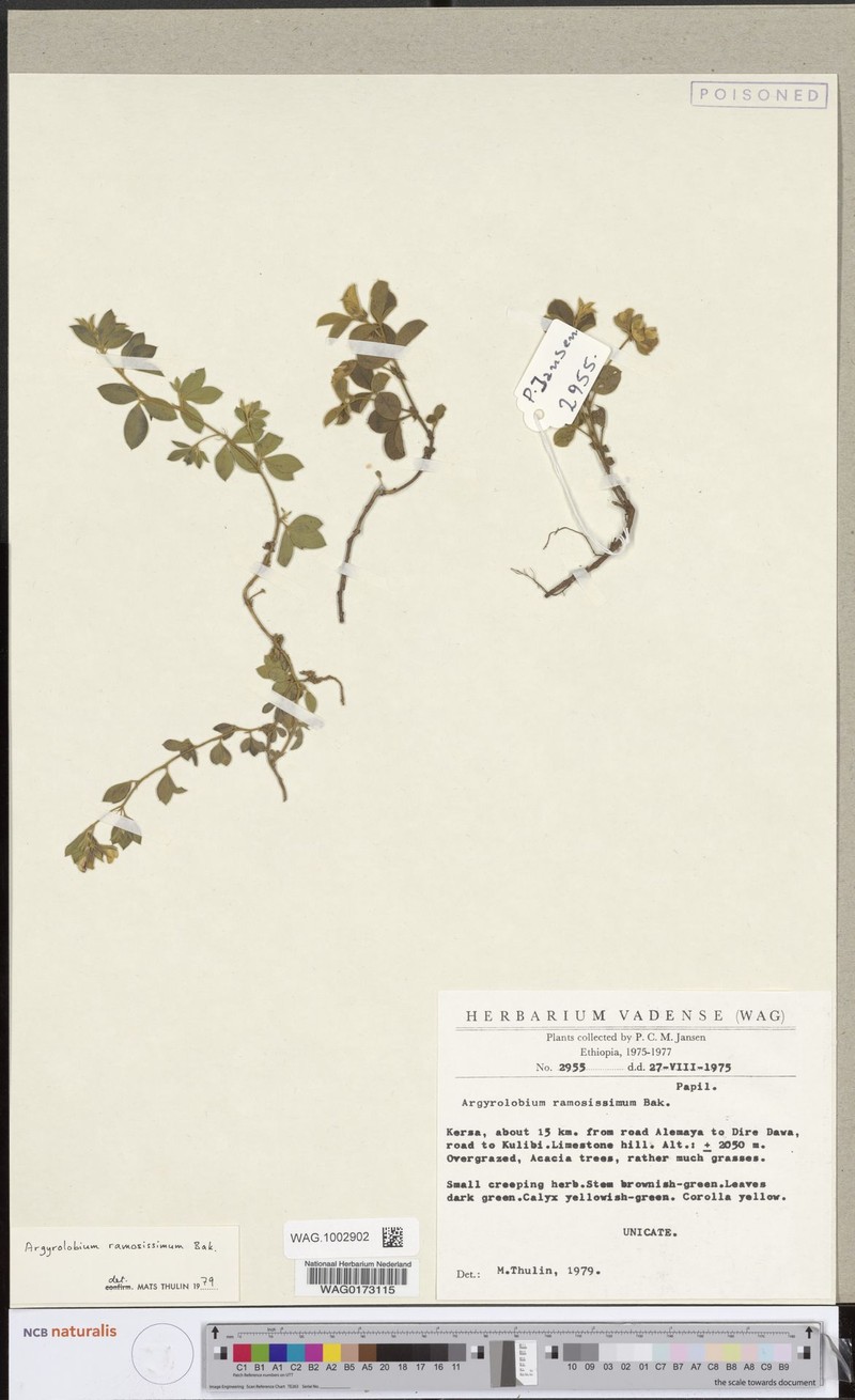 Argyrolobium ramosissimum photo 4