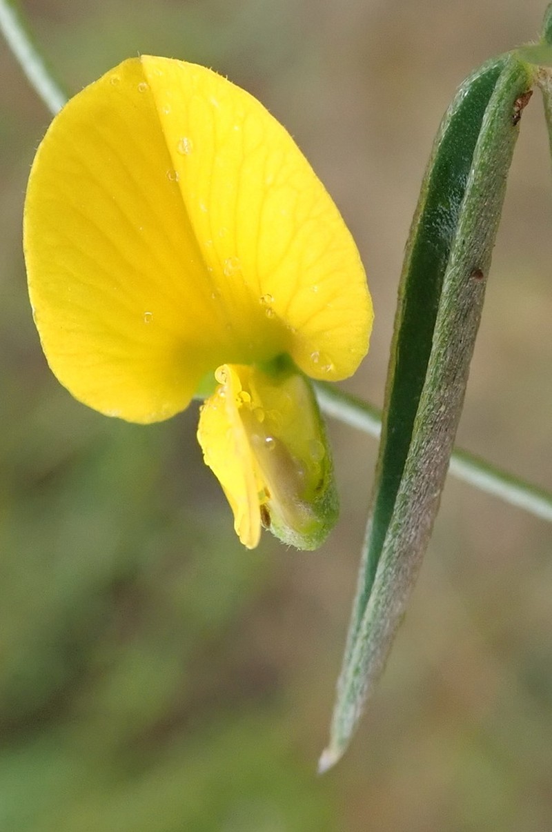Argyrolobium rarum