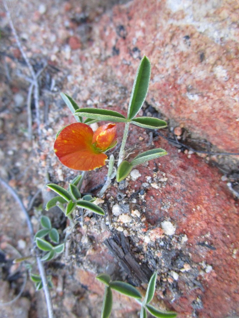 Argyrolobium rarum photo 2