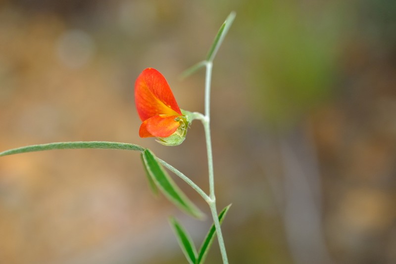 Argyrolobium rarum photo 3