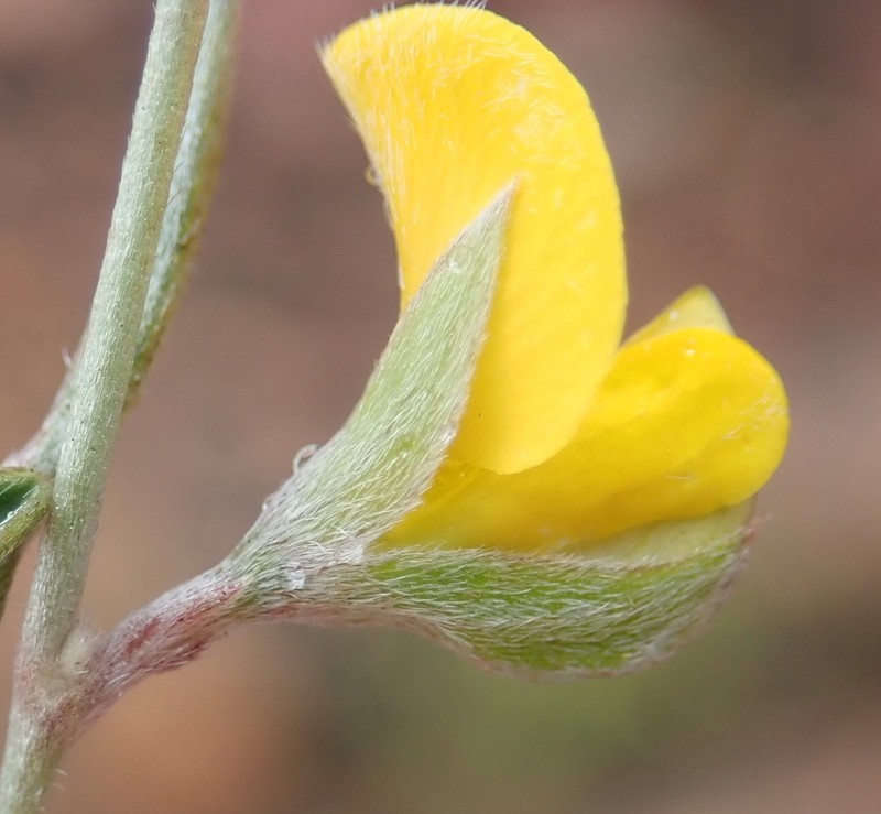 Argyrolobium rarum photo 4