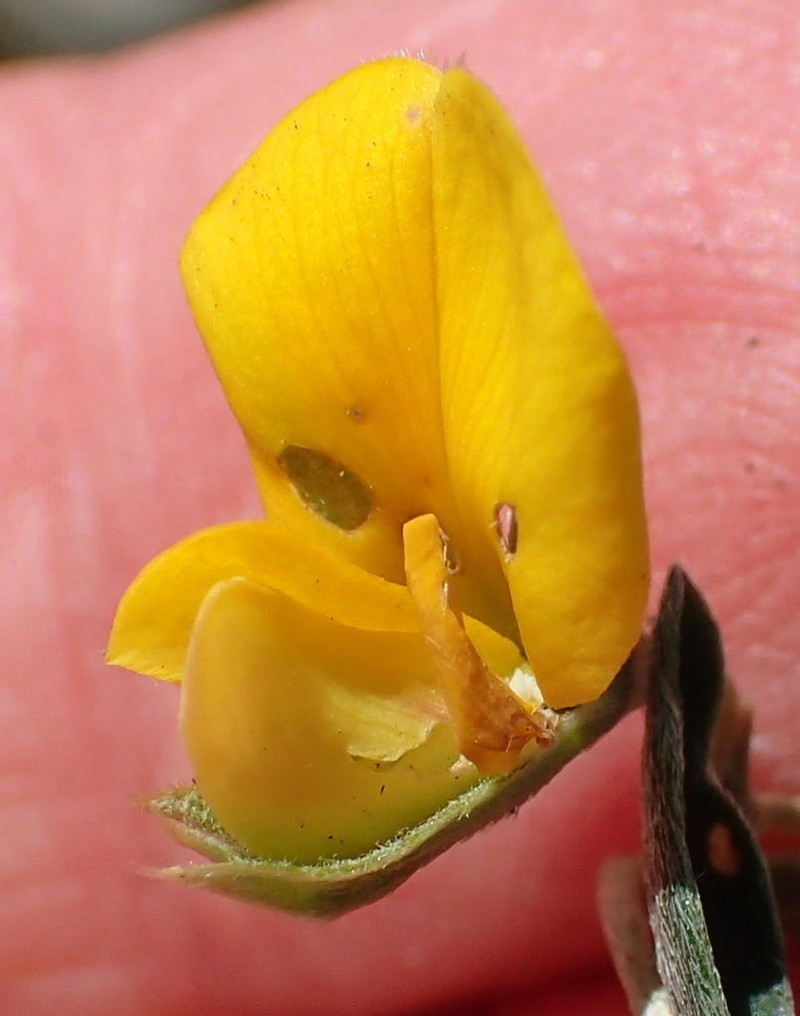 Argyrolobium rarum photo 5