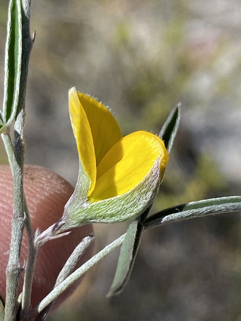 Argyrolobium rarum photo 7