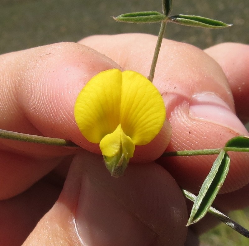 Argyrolobium rarum photo 8