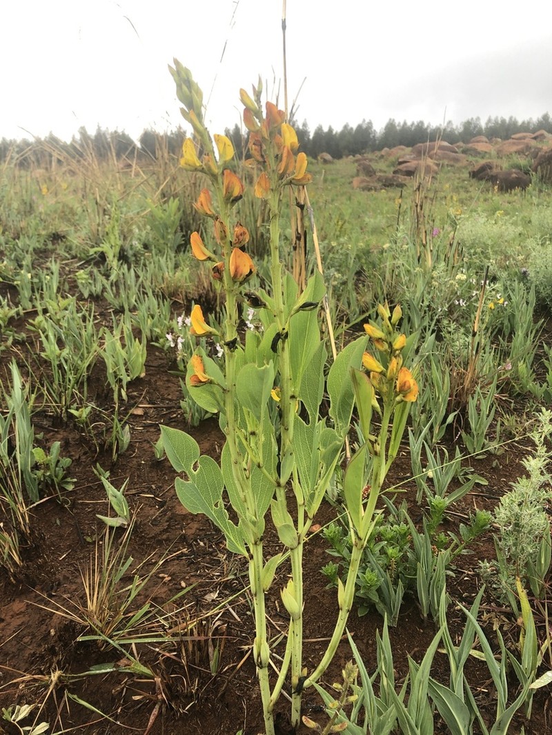 Argyrolobium robustum