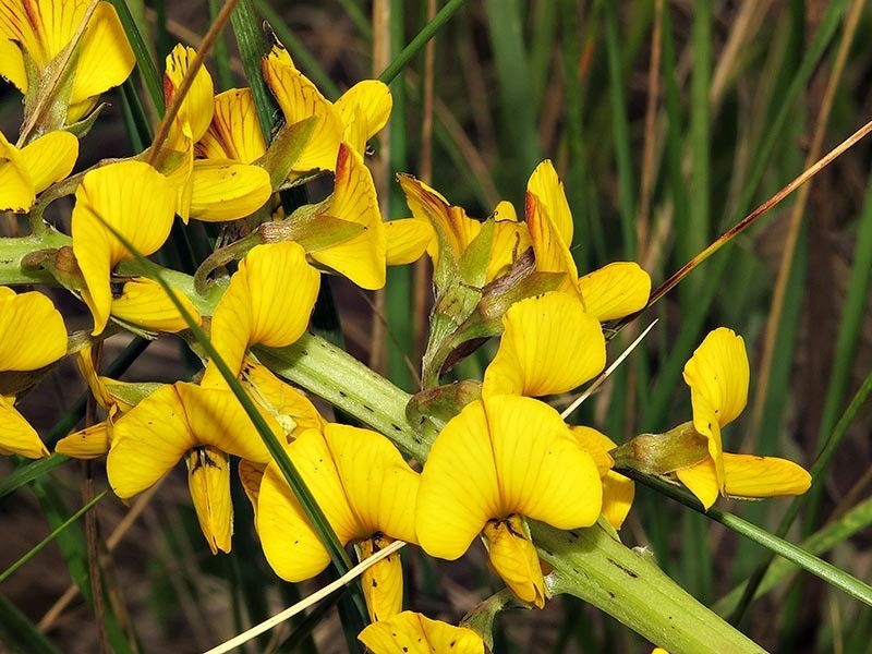 Argyrolobium robustum photo 4
