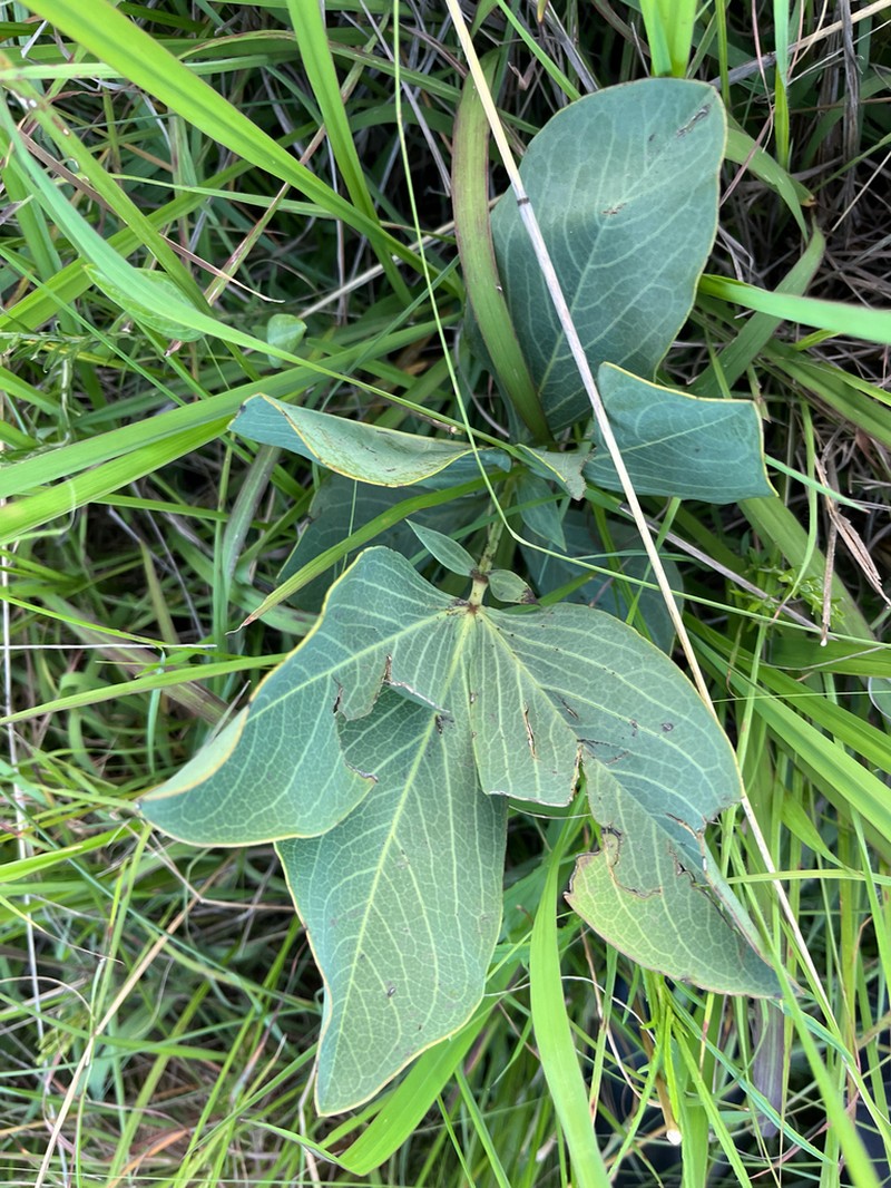 Argyrolobium robustum photo 5