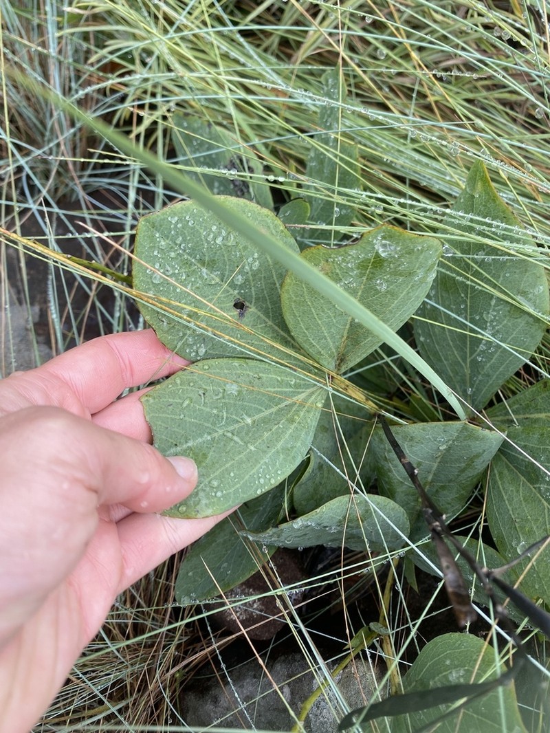 Argyrolobium robustum photo 6