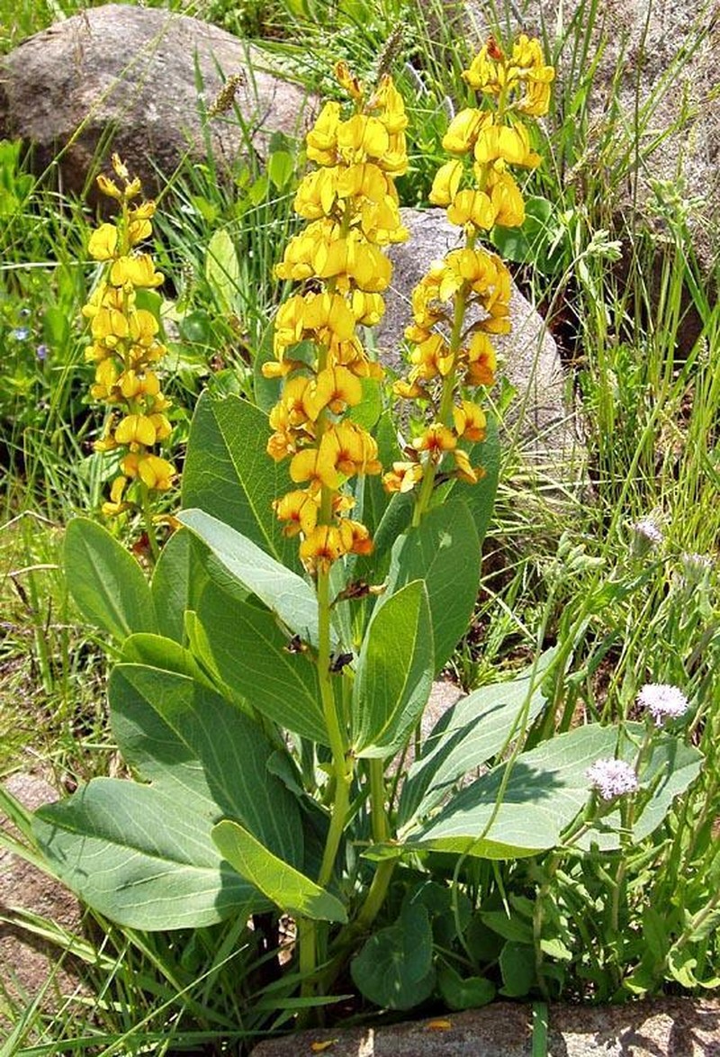 Argyrolobium robustum photo 7