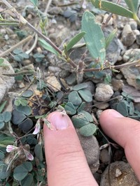 Argyrolobium roseum