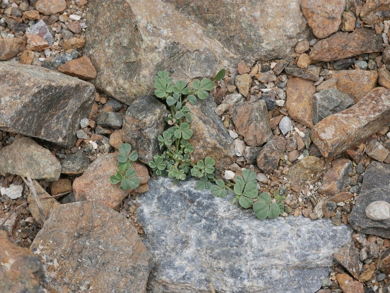 Argyrolobium roseum photo 2