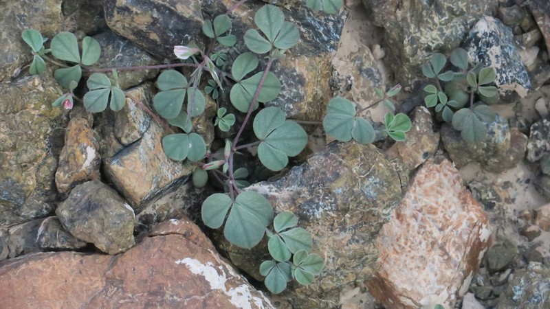 Argyrolobium roseum photo 3