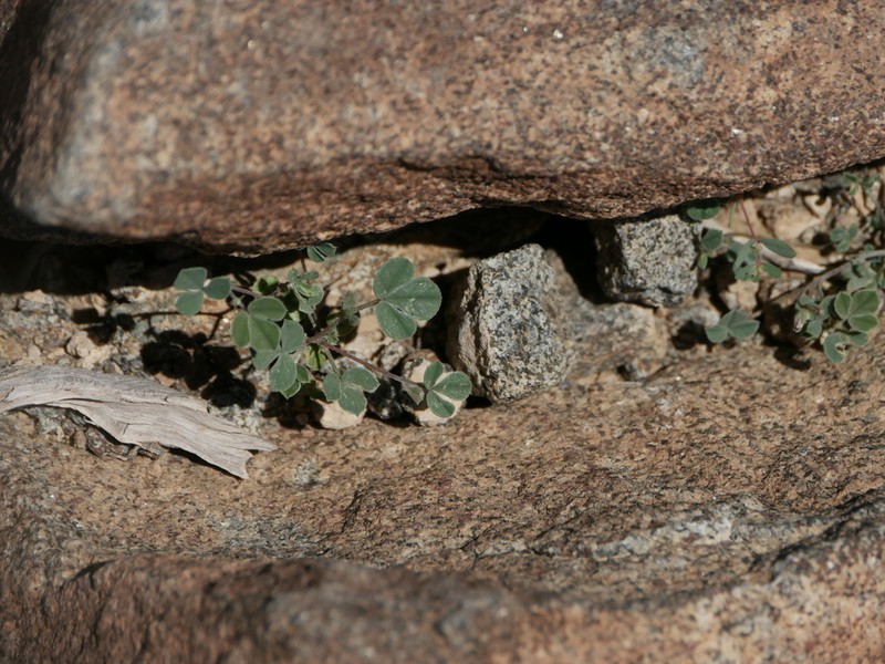 Argyrolobium roseum photo 4
