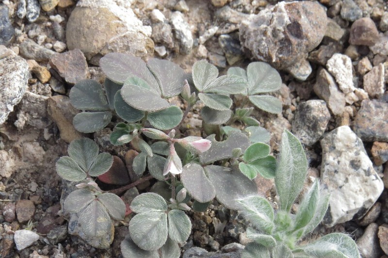 Argyrolobium roseum photo 5