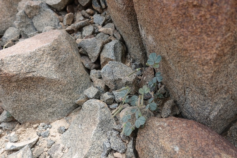 Argyrolobium roseum photo 6