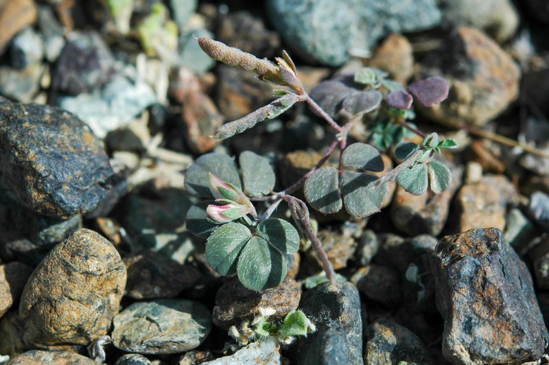 Argyrolobium roseum photo 7