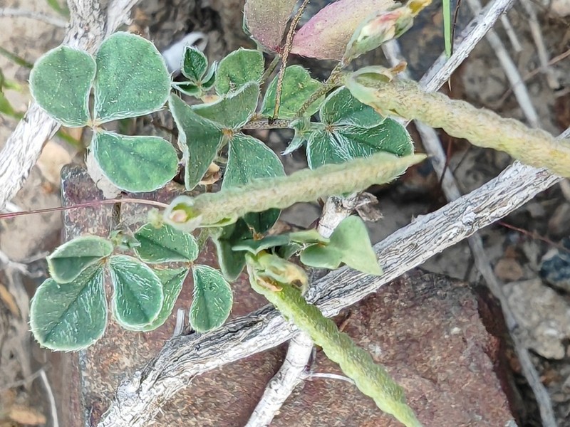 Argyrolobium roseum photo 8