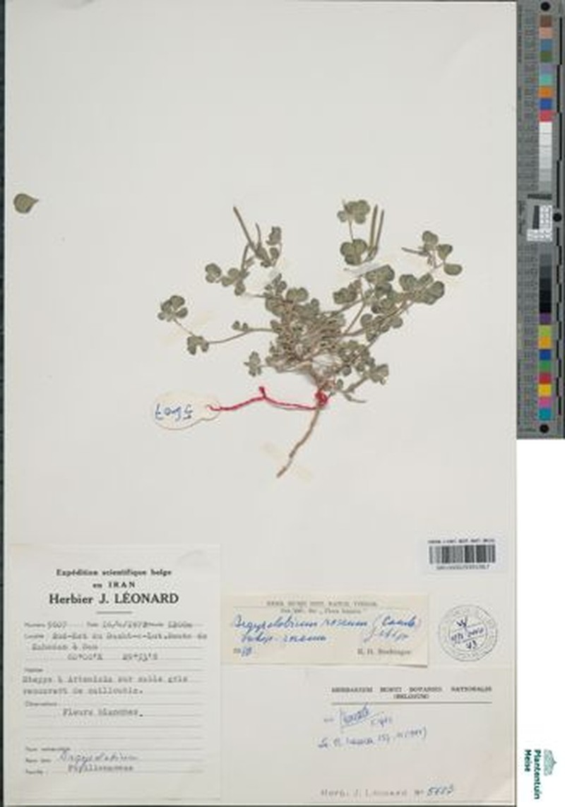 Argyrolobium roseum subsp. roseum