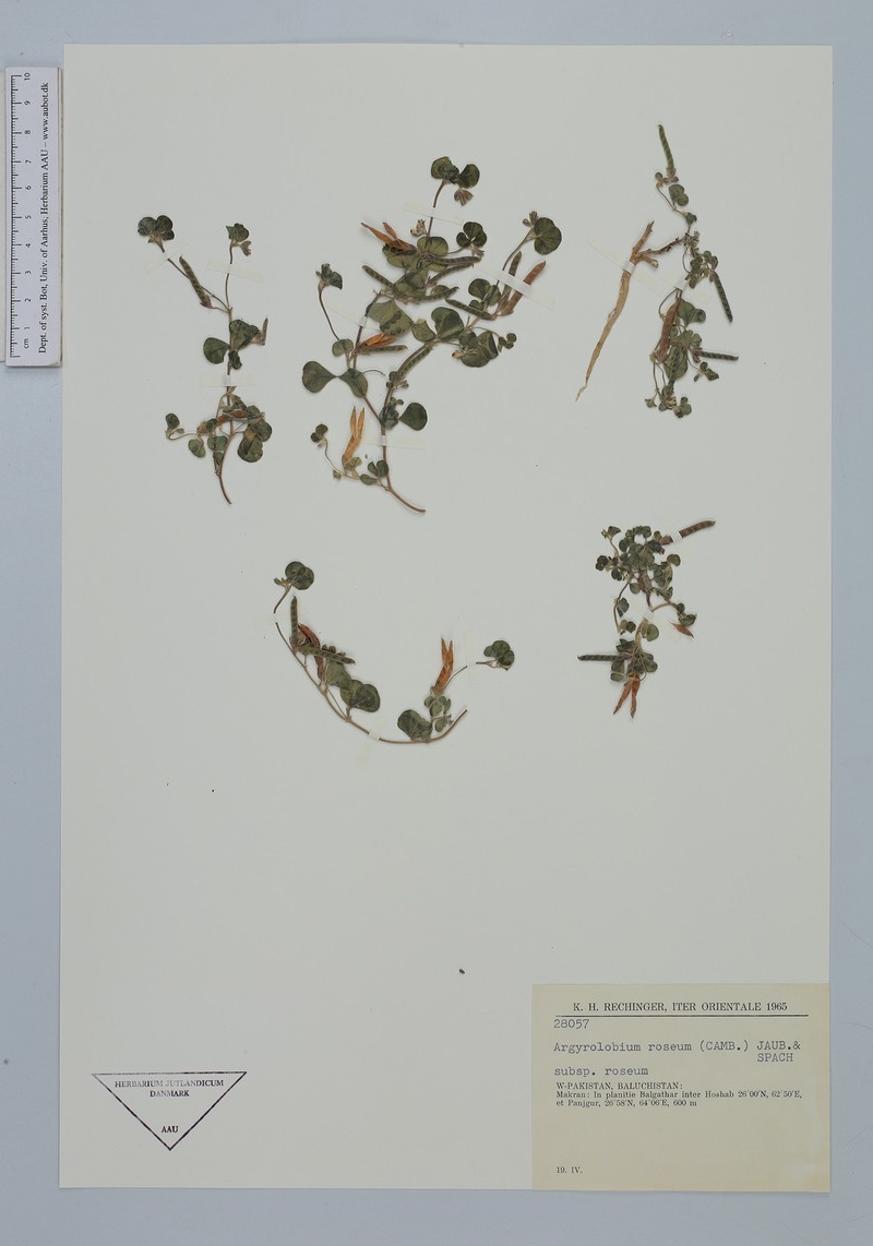 Argyrolobium roseum subsp. roseum photo 2