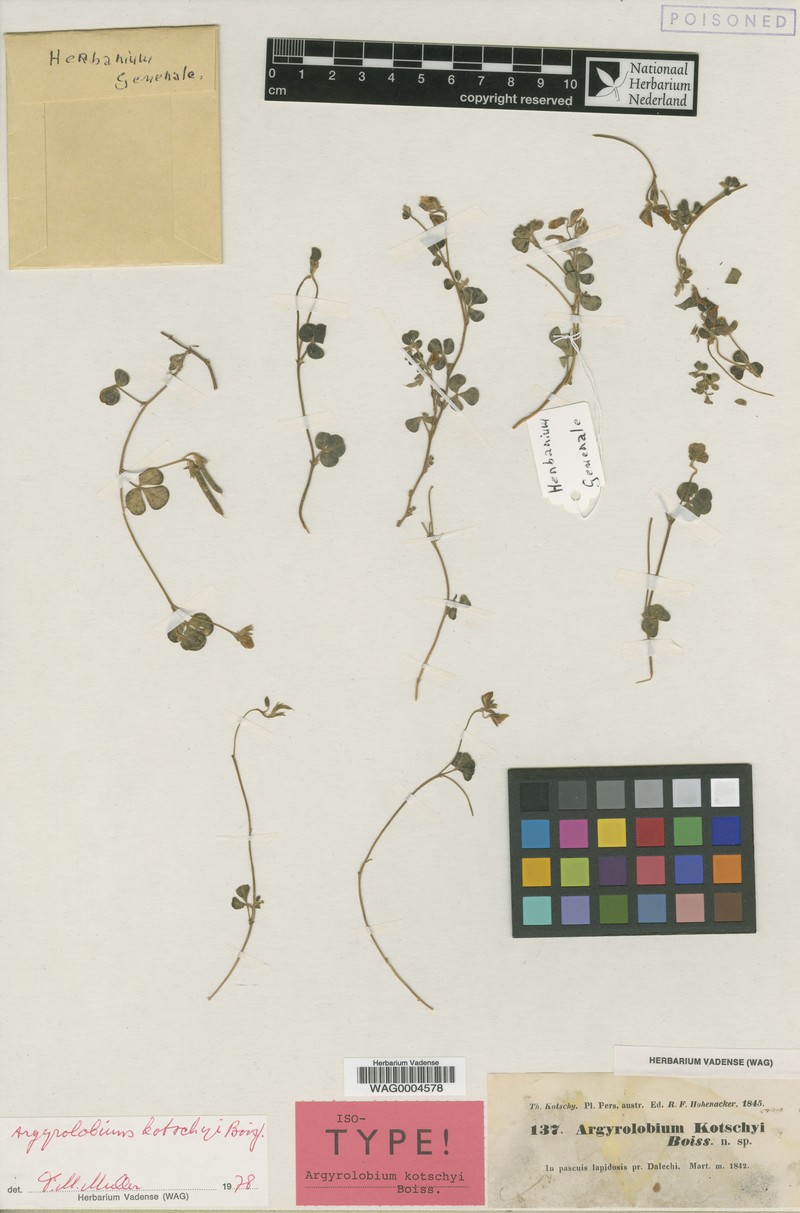 Argyrolobium roseum subsp. roseum photo 3