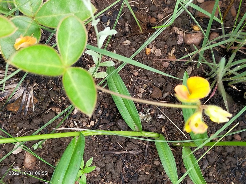 Argyrolobium rotundifolium