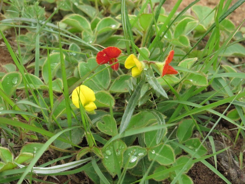 Argyrolobium rotundifolium photo 2