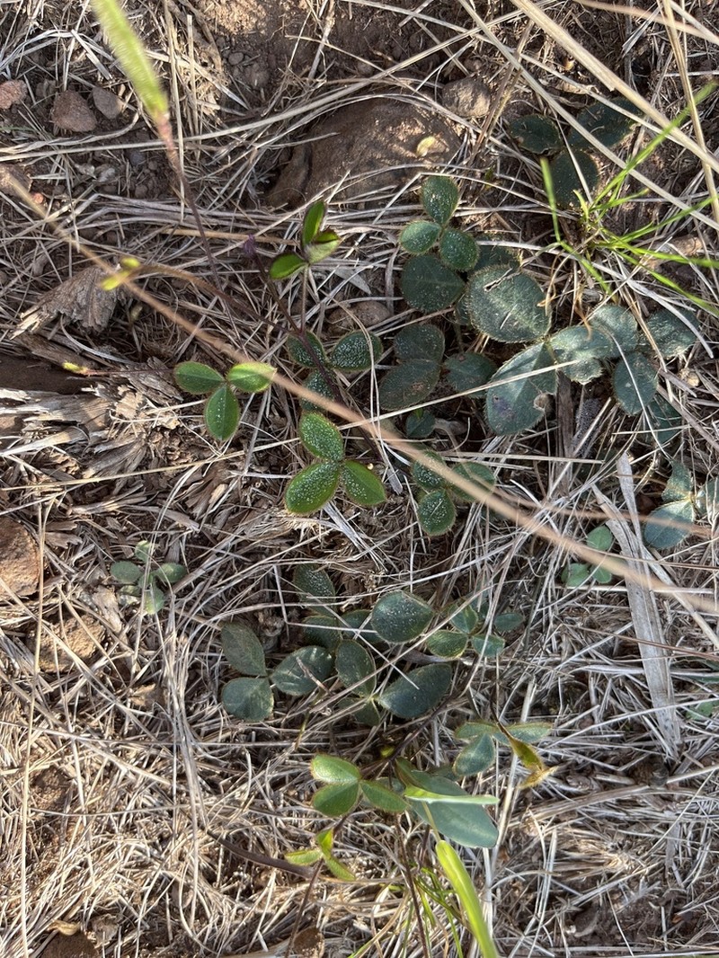 Argyrolobium rotundifolium photo 3