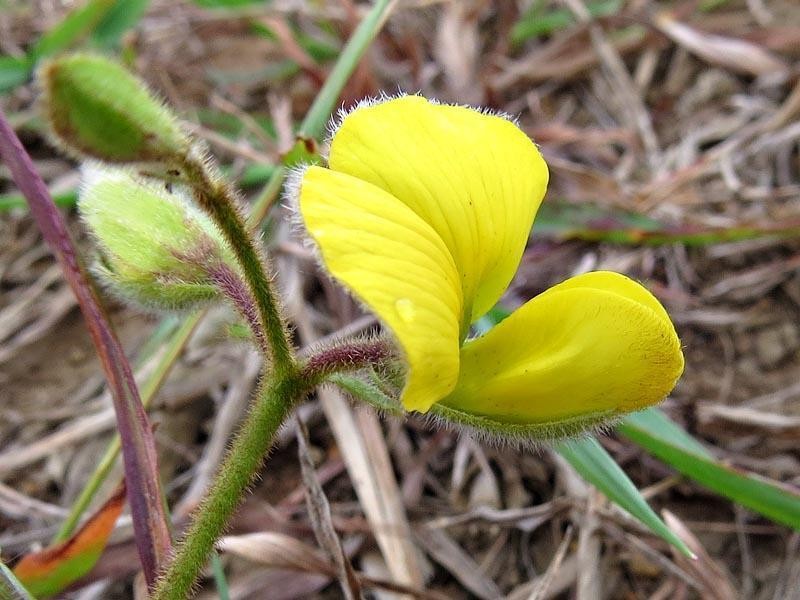 Argyrolobium rotundifolium photo 4