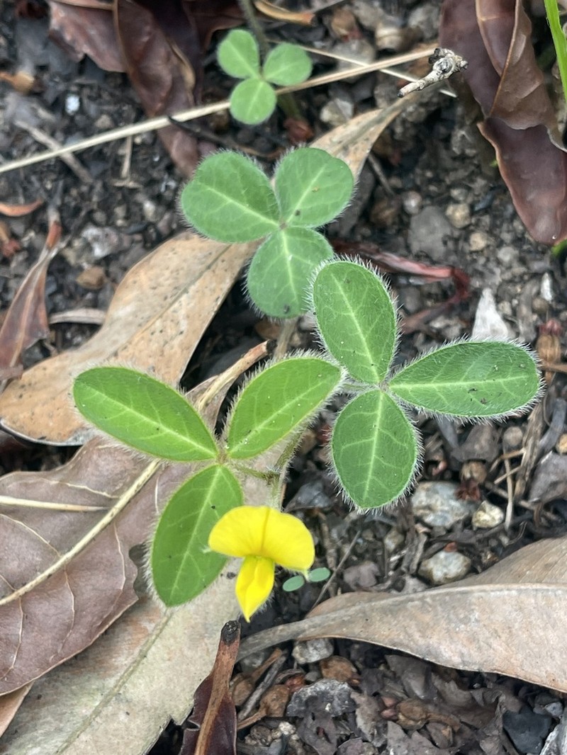 Argyrolobium rotundifolium photo 5