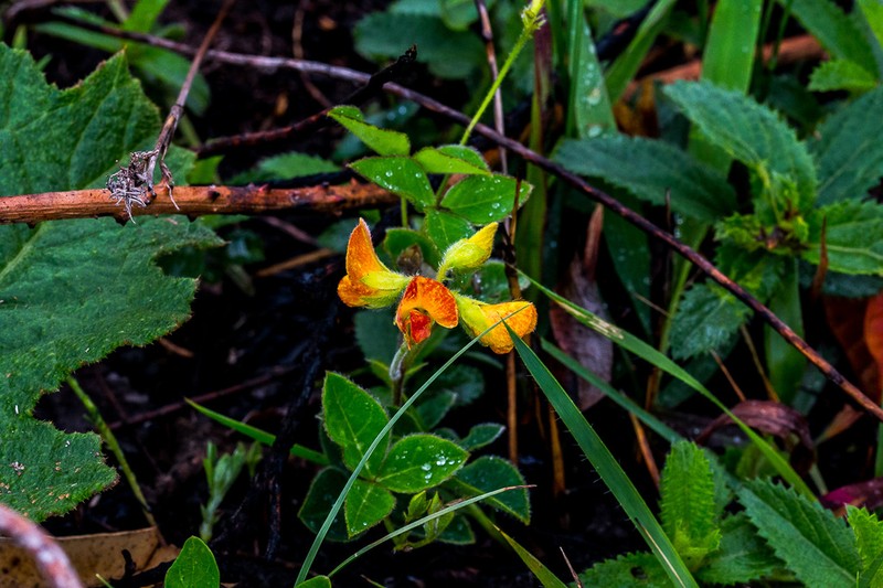 Argyrolobium rotundifolium photo 6