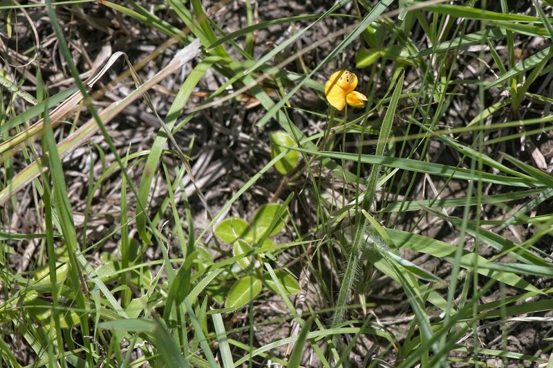 Argyrolobium rotundifolium photo 7